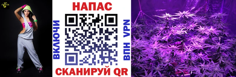 где найти   Лодейное Поле  Бошки Шишки гибрид 